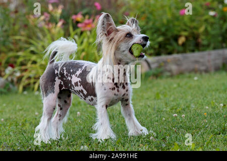 Un giocoso crestato cinese cane con una pera verde nella sua bocca Foto Stock