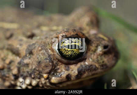 Il rospo NATTERJACK Epidalea (Bufo) calamita vicino fino che mostra i dettagli dell'occhio. Foto Stock