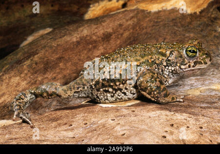 NATTERJACK o esecuzione TOAD Epidalea (Bufo) calamita Foto Stock