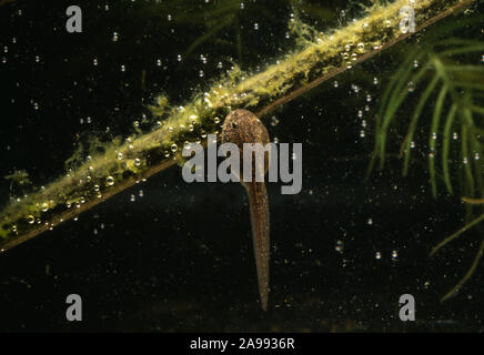 Rana comune (Rana temporaria). Tadpole, sotto l'acqua in un acquario, si nutrono di alghe. Foto Stock