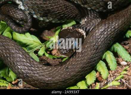 Biscia sulla terra. (Natrix natrix). Oscuramento generale e nuvoloso occhi indicativo della desquamazione, versando la pelle, circa di capannone in 2-3 giorni di tempo. Ecd Foto Stock