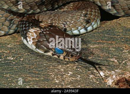 Biscia sulla terra. (Natrix natrix). Capo vicino. Oscuramento generale e nuvoloso occhi indicativo della desquamazione, versando la pelle, circa di capannone in 2-3 Foto Stock