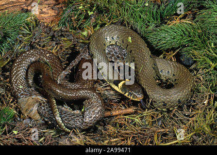 Biscia sulla terra. Natrix natrix nel processo di spargimento la sua pelle. Foto Stock