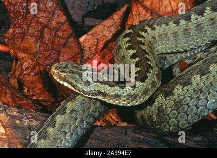 Il sommatore o Northern Viper (Vipera berus berus). Contrassegni della testa. Dettaglio delle scale sulla dorsale e superfici laterali. Le funzioni di identificazione. Vicino a. Foto Stock