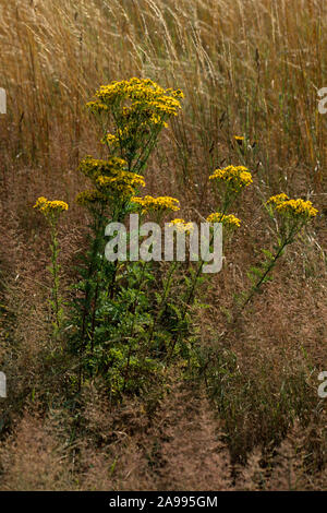 RAGWORT (Senecio jacobaea) che cresce a bordo di grano cerealicolo. Pianta di cibo di insetto. Potenzialmente pregiudizievole in fieno se alimentato a cavalli. Luglio. Norfolk. REGNO UNITO. Foto Stock