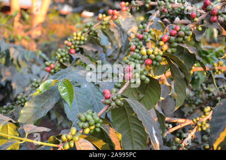 Il rosso e il verde di bacche di caffè maturazione sulla pianta. Il commercio equo e solidale azienda di caffè in Tanzania, Africa. Foto Stock