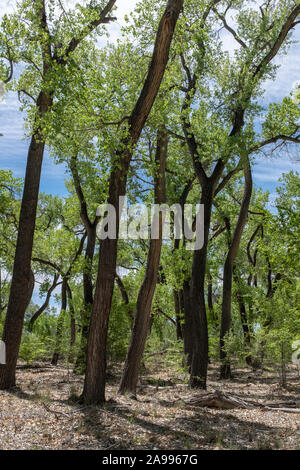 Pioppi neri americani alberi in primavera nel Rio Grande parco dello stato Foto Stock