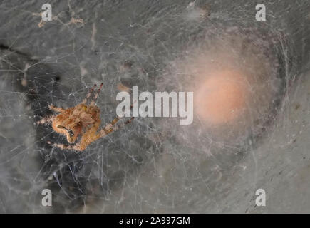 Madre Orb ragno con il suo diametro di 2 pollici sacco uovo avvolto e pronto per l'inverno. Foto Stock