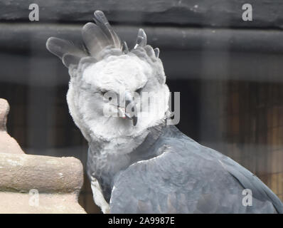 Salvato Arpia Aquila (Harpia harpyja), Parque Condor, Otavalo, Ecuador Foto Stock