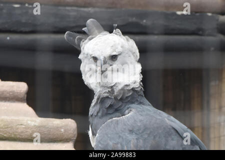 Salvato Arpia Aquila (Harpia harpyja), Parque Condor, Otavalo, Ecuador Foto Stock