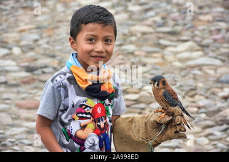 American gheppio (Falco sparverius) e amico, Parque Condor, Otavalo, Ecuador Foto Stock