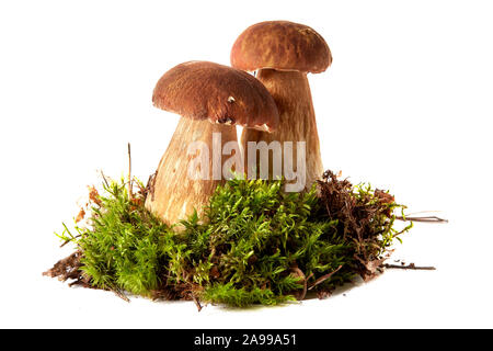 Funghi porcini. Funghi di Muschio e. Boletus su uno sfondo bianco. Foto Stock