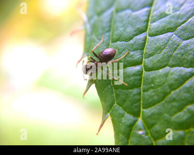 Ant cercando su macro sfocati foglia verde bordo Foto Stock