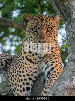 Maschio Ritratto di Leopard, il Masai Mara, Africa Foto Stock