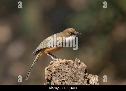 Bianco-throated Laughingthrush, Pterorhinus albogularis, Sattal, India Foto Stock