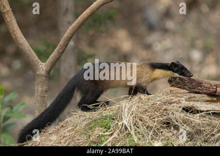 Giallo Throated Martin, Martes flavigula, Sattal, India Foto Stock