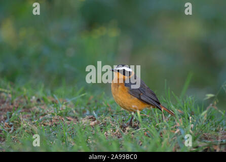 White Browed Robin Chat, Cossypha heuglini, il Masai Mara, Africa, Amitrane Foto Stock