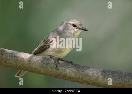 Grigio africano Flycatcher, Bradornis microrhynchus, Kenya, Africa Foto Stock