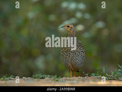 Nero, Francoline Francolinus francolinus, Femmina, Sattal, India Foto Stock