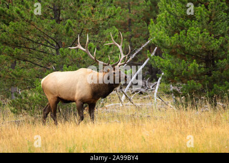 Bull elk bugling nel Parco Nazionale di Yellowstone prato in autunno durante la routine Foto Stock