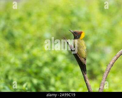 Minor Yellownape picchio, Picus chlorolophus, Sattal, India Foto Stock