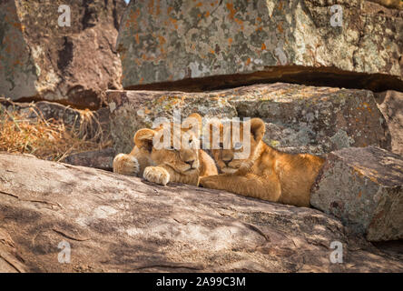 Lion cubs, Panthera leo, poggiante sulla roccia, il Masai Mara, Africa Foto Stock