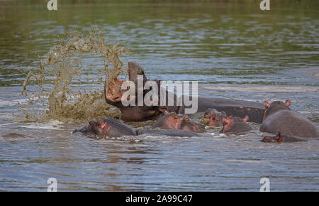 Ippopotamo madre e bambino, Hippopotamus amphibius, il Masai Mara, Africa Foto Stock