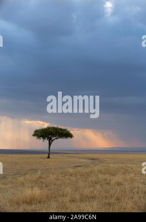 Acacia con cielo blu sullo sfondo, il Masai Mara, Africa Foto Stock