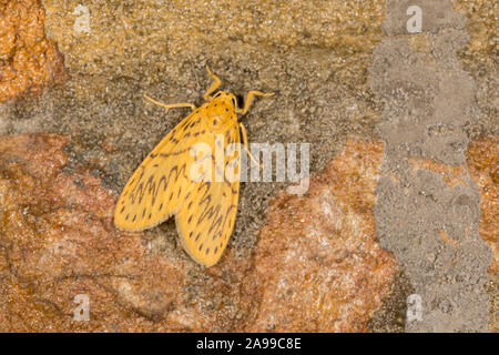 Obsoleta Lyclene tarma della famiglia Erebidae. Si è trovato in India (il Sikkim) e Borneo. Il Meghalaya, India Foto Stock