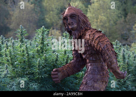 Bigfoot passando attraverso il campo di canapa organica. Deformazione del "sollevatore". Cannabis sativa. Foto Stock