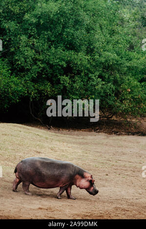 Grande ippopotamo o comuni o di Hippopotamus amphibius camminando sul prato di erba nella savana del Serengeti foresta - Tanzania Foto Stock