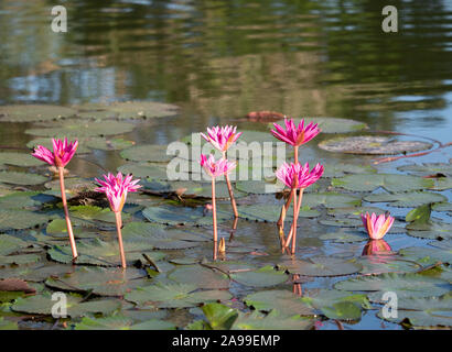 Ninfee con rosa luminoso fiori galleggianti in uno stagno a Angkor Wat, Cambogia Foto Stock