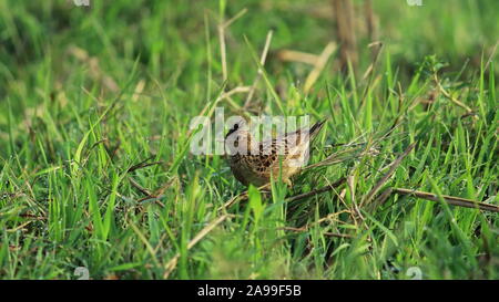 Allodola orientali (Alauda gulgula) in un campo di risone, campagna del Bengala Occidentale in India Foto Stock