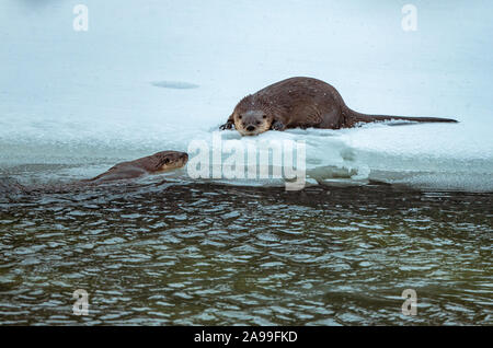 La lontra di fiume 5 Foto Stock