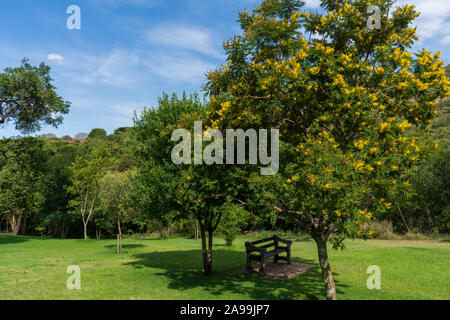 Banco in un posto all'ombra sotto un albero in Walter Sisulu giardini botanici a Johannesburg, Sud Africa Foto Stock