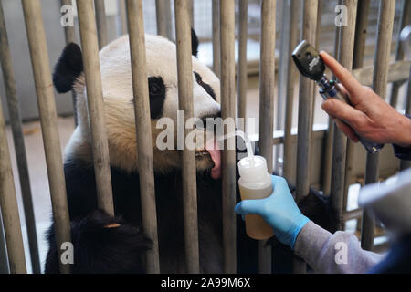 Washington, DC, Stati Uniti d'America. Xiii Nov, 2019. Usa-nato maschio panda gigante Bei Bei ha un controllo sanitario presso lo Smithsonian's lo Zoo Nazionale di Washington, DC, nov. 13, 2019. Credito: Liu Jie/Xinhua/Alamy Live News Foto Stock