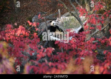 Washington, DC, Stati Uniti d'America. Xiii Nov, 2019. Usa-nato maschio panda gigante Bei Bei è visto presso lo Smithsonian's lo Zoo Nazionale di Washington, DC, nov. 13, 2019. Credito: Liu Jie/Xinhua/Alamy Live News Foto Stock