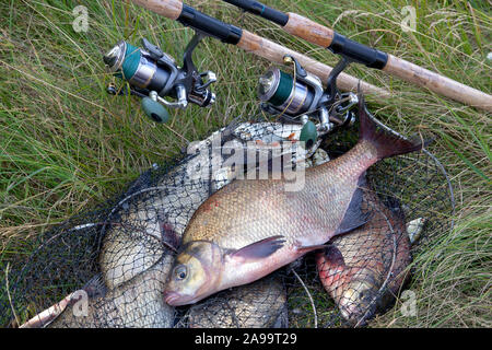 Buona cattura. Vista ravvicinata di appena preso dall'acqua grande di acqua dolce breams comune noto come bronzo o orate carp orate (Abramis brama) e pesca ro Foto Stock