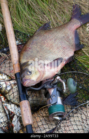 Buona cattura. Vista ravvicinata di appena preso dall'acqua grande di acqua dolce breams comune noto come bronzo o orate carp orate (Abramis brama) e pesca ro Foto Stock