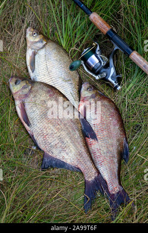 Buona cattura. Vista ravvicinata di appena preso dall'acqua grande di acqua dolce breams comune noto come bronzo o orate carp orate (Abramis brama) e pesca ro Foto Stock