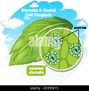 Diagramma che mostra stomata e cella di guardia illustrazione Illustrazione Vettoriale