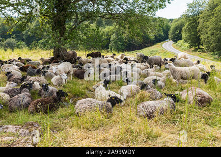 Bornholm Lilleborg, Almindingen, Burgruine, Schafherde Foto Stock