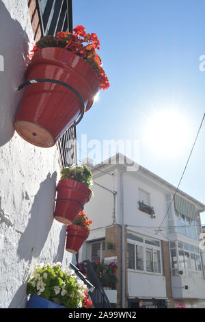 I colori dei vasi con fiori in una parete dipinta di bianco una giornata di sole Foto Stock