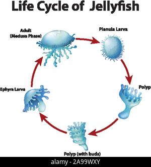 Diagramma del ciclo di vita di meduse illustrazione Illustrazione Vettoriale