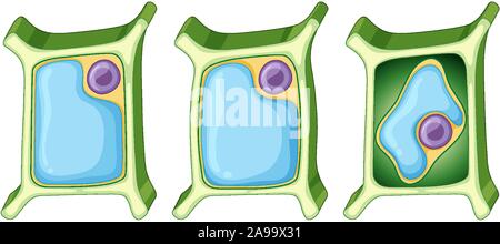 Cellula vegetale in diverse fasi illustrazione Illustrazione Vettoriale