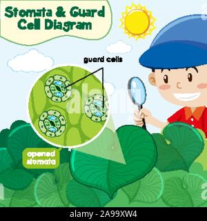 Diagramma che mostra stomata e cella di guardia illustrazione Illustrazione Vettoriale