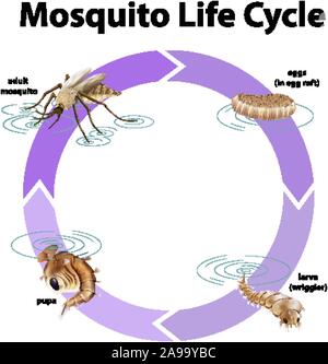 Diagramma che mostra il ciclo di vita del mosquito illustrazione Illustrazione Vettoriale