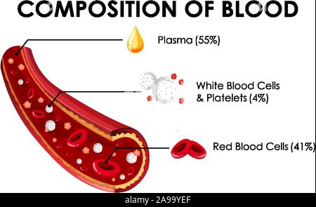 Diagramma che mostra la composizione di illustrazione del sangue Illustrazione Vettoriale