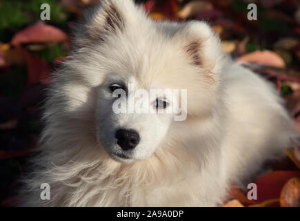 Samoiedo cucciolo sul prato in autunno Foto Stock