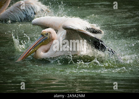 Rosa Pelican schizzi in acqua Foto Stock